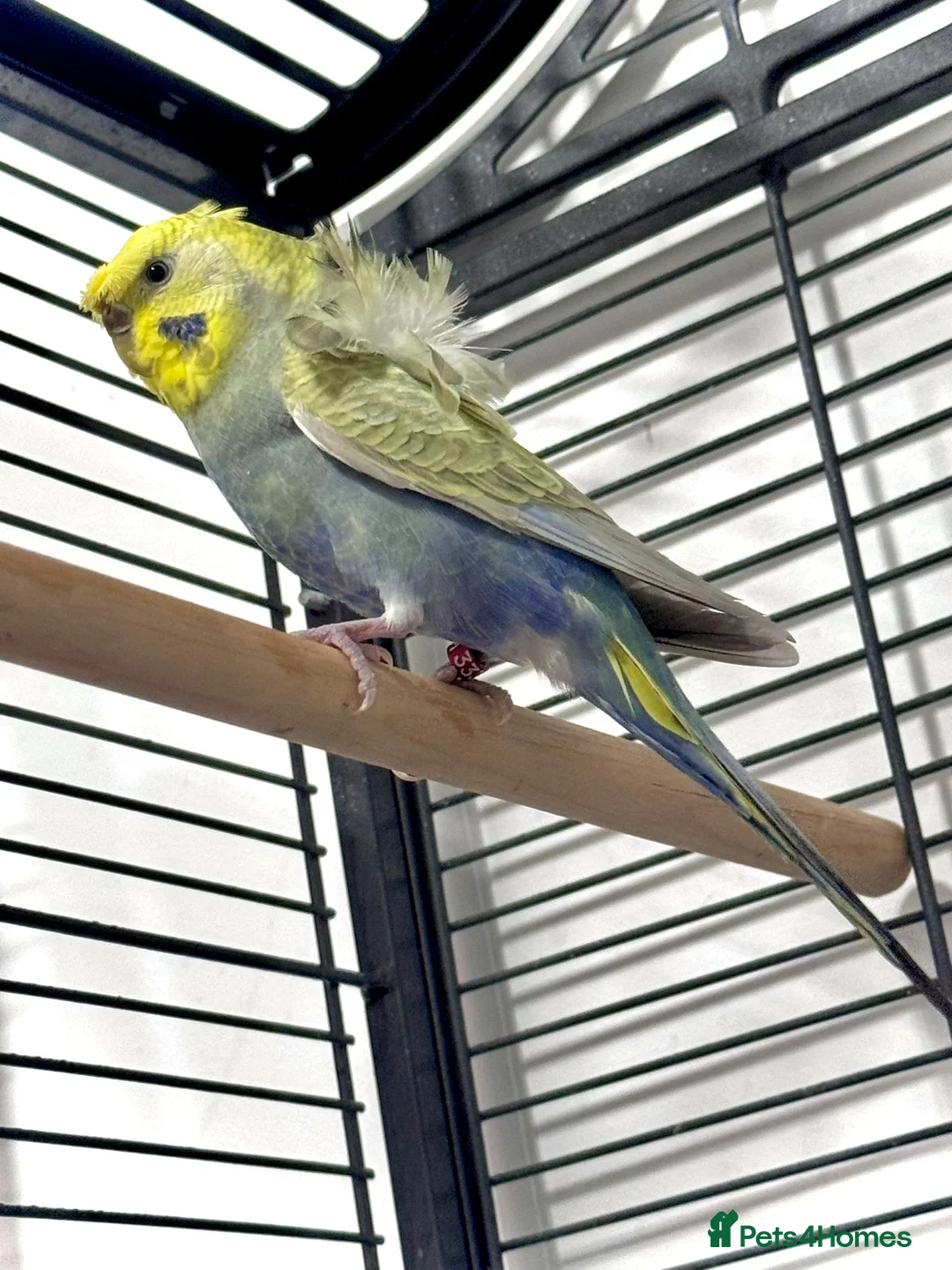 Budgerigars birds for sale: Helicopter Hagoromo Rainbow Hen – Breeding Ready - Advert 6