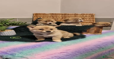 Mixed Breed dogs - Advert 5