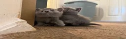 British Shorthair cats for sale: British shorthair  - Advert 8