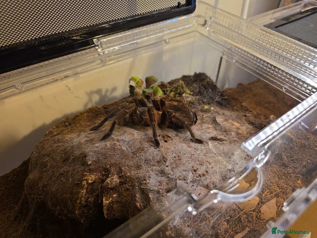 Tarantulas invertebrates for sale: Phormictopus atrichomatus Red Island Birdeater AF  - Advert 3