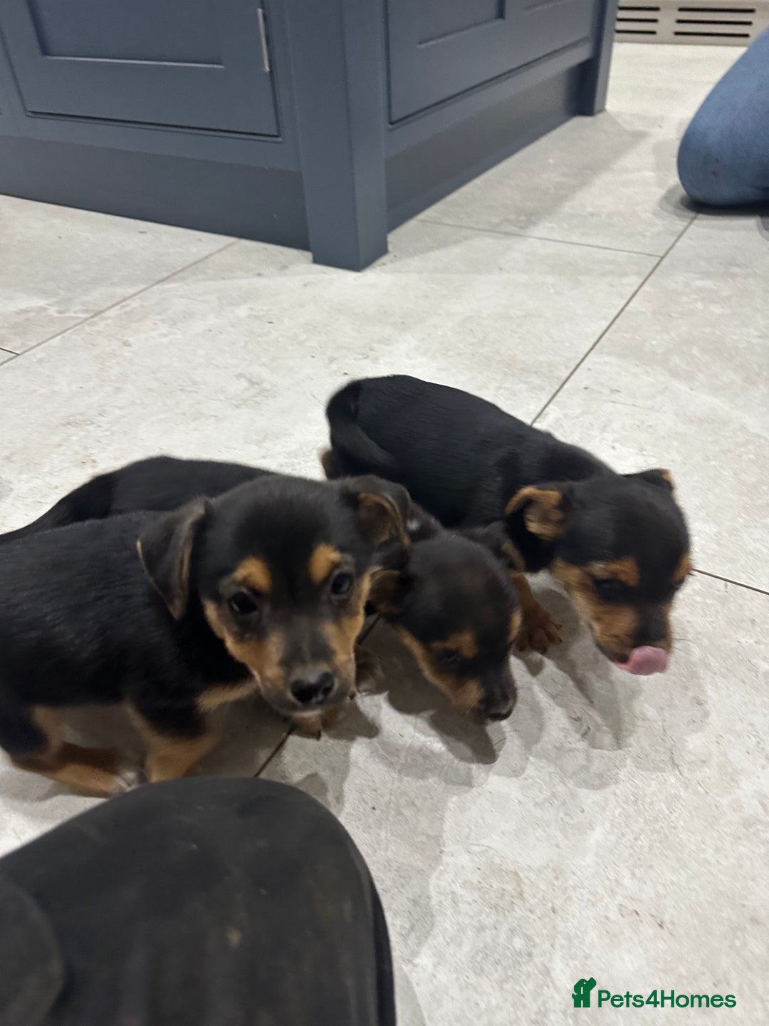 Jack Russell dogs for sale: Black and Tan Short legged Miniture Jack russels  - Advert 5