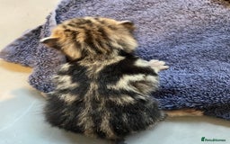 Bengal cats for sale: 9 BENGAL RAGDOLL X KITTENS - Image 24