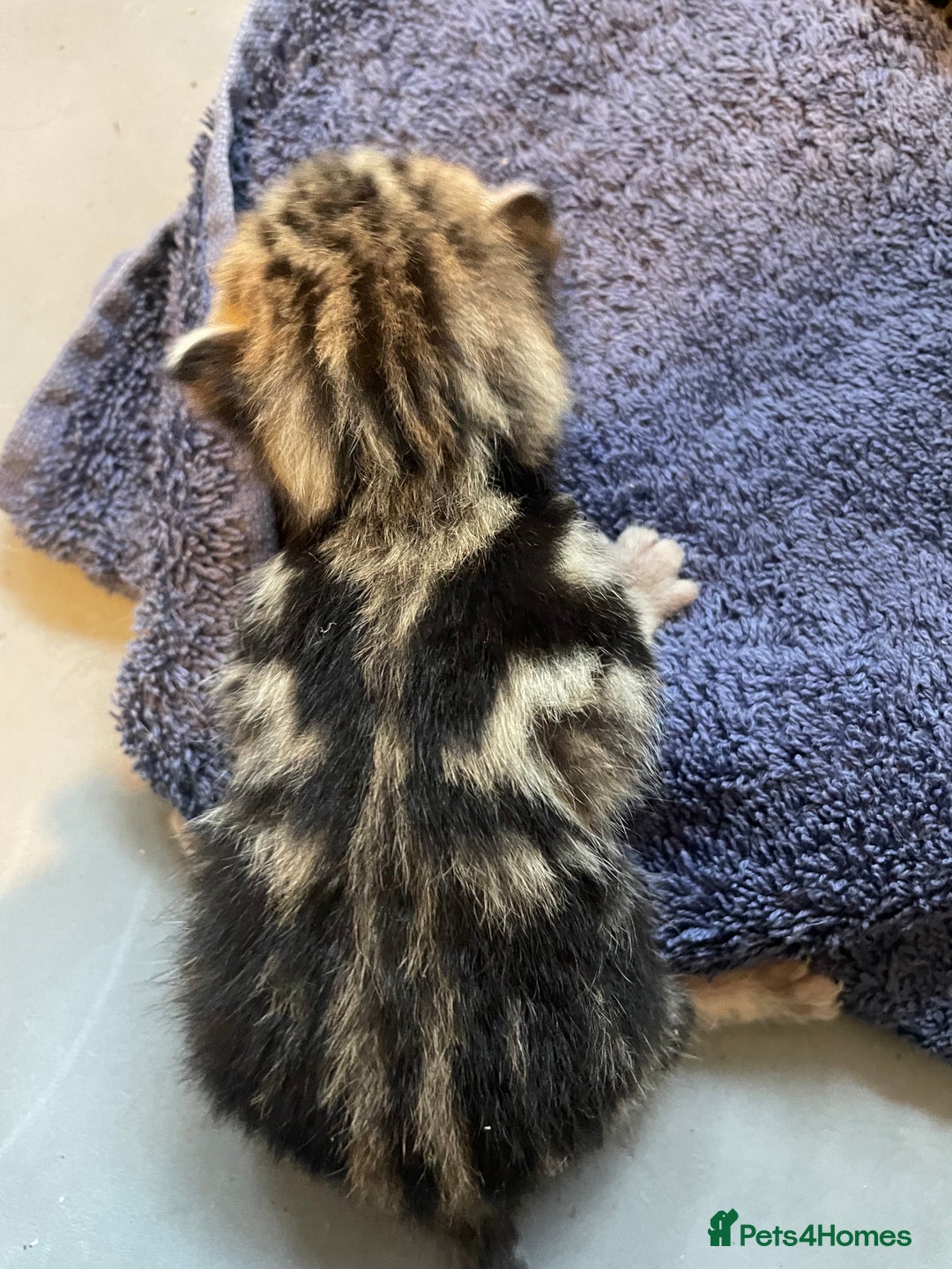 Bengal cats for sale: 9 BENGAL RAGDOLL X KITTENS - Image 24