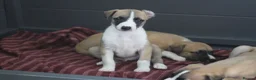 Whippet dogs for sale: Quality KC whippet pups from heart tested psrents in Stoke-on-Trent - Advert 14