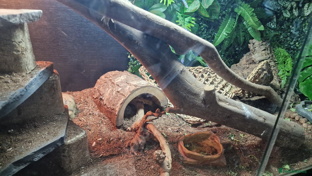 Bearded Dragon reptiles for sale: Bearded Dragon for sale  - Advert 7