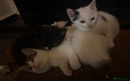 Domestic Shorthair cats for sale: Cute kittens for saleee  - Image 3