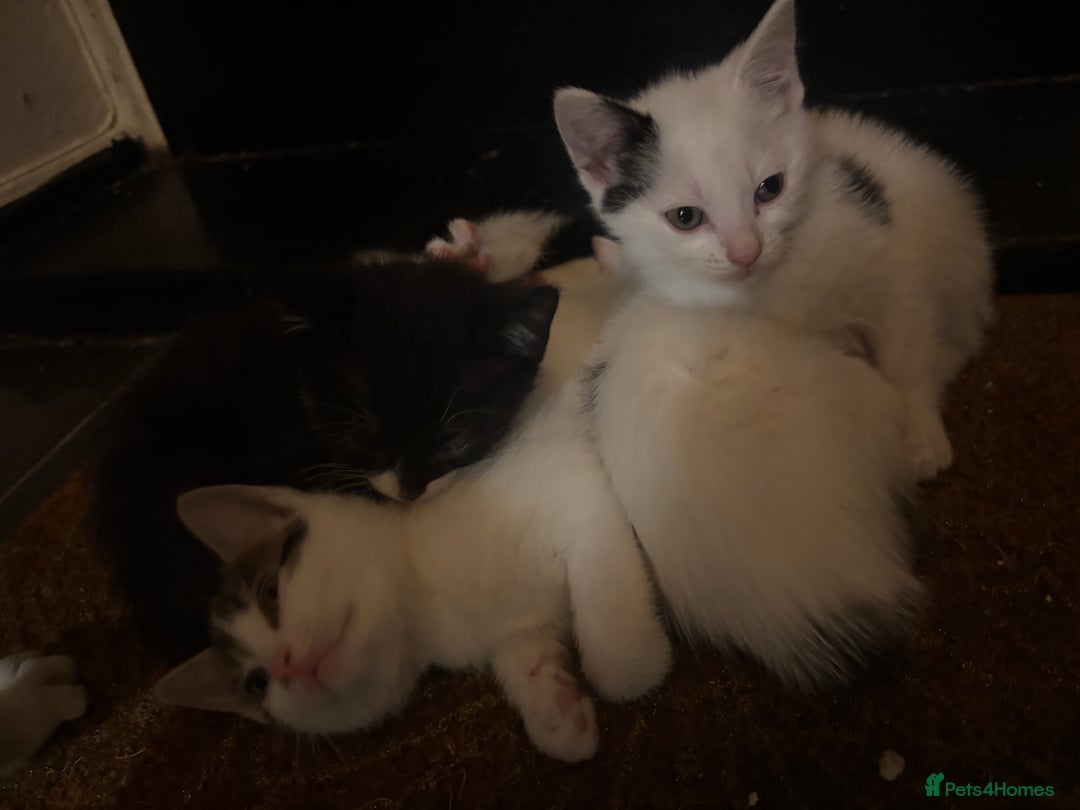 Domestic Shorthair cats for sale: Cute kittens for saleee  - Image 3