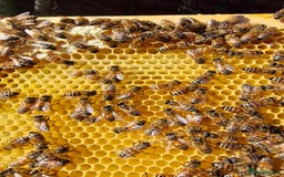 Mixed Breed invertebrates for sale: Over Wintered Nucs for sale. Buckfast Honey Bees.  - Advert 5