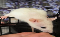 Rat rodents for sale: Rats & cage  - Image 2