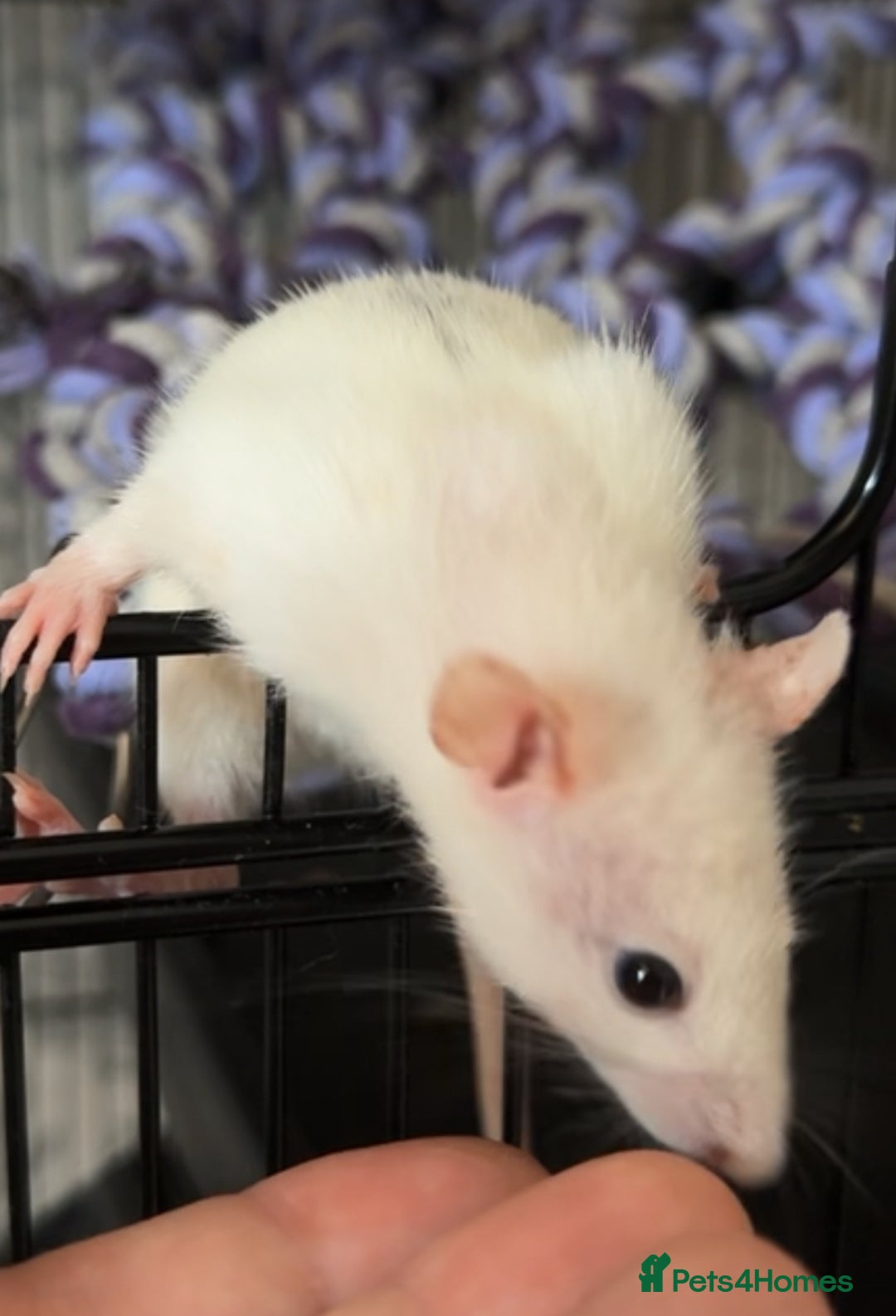 Rat rodents for sale: Rats & cage  - Image 2