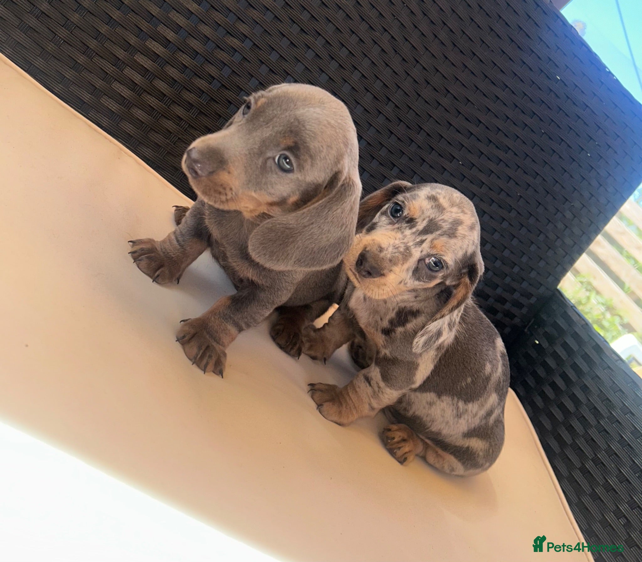 Miniature Dachshund dogs Miniature Dachshund Puppies  - Advert 1
