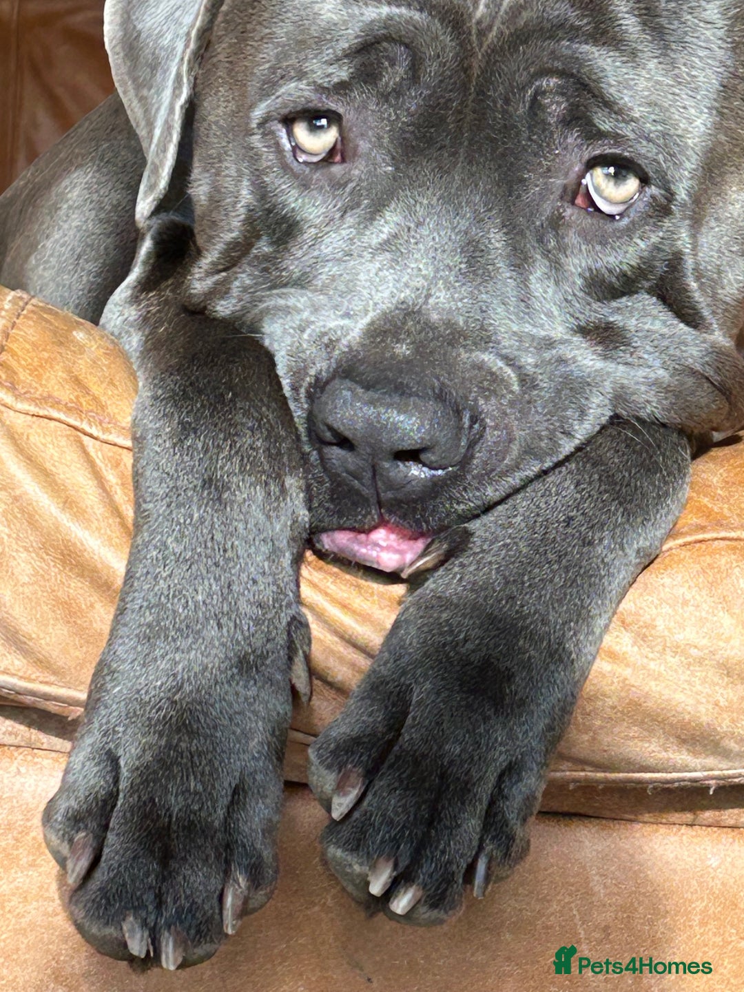 Cane Corso dogs for sale: 18 month old cane corso in Ipswich - Image 4