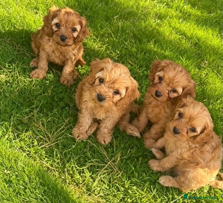 Cavapoo dogs Beautiful F1 Cavapoo Puppies - Advert 1