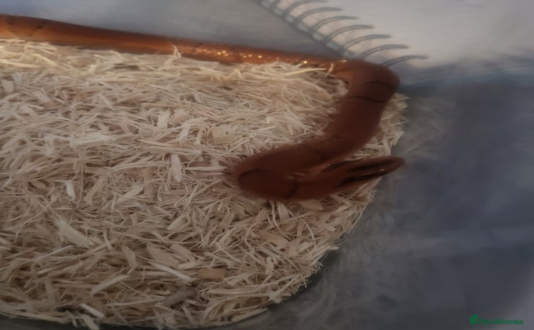 Boa Snake reptiles - Advert 1