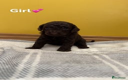 Cockapoo dogs for sale: Cockapoo puppies  - Image 8