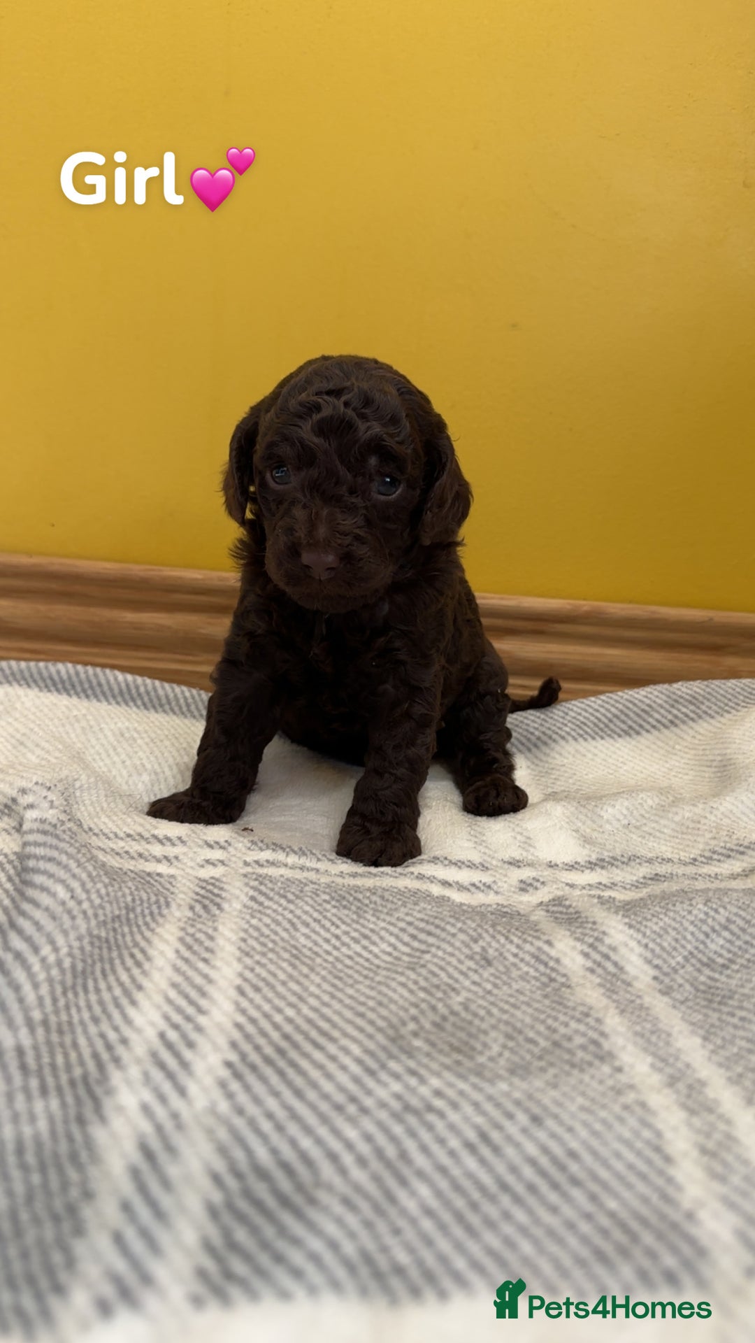 Cockapoo dogs for sale: Cockapoo puppies  - Image 8
