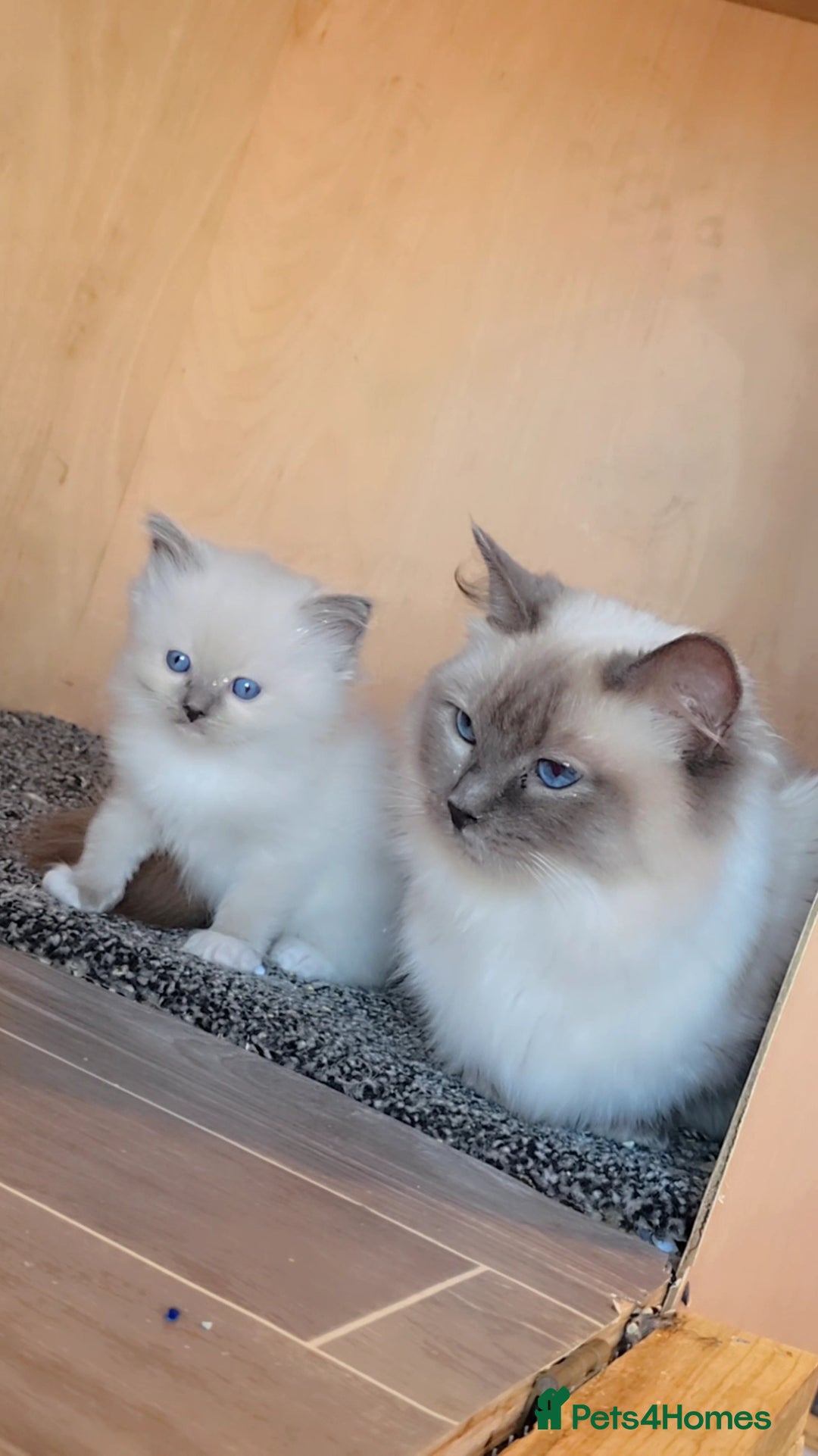 Ragdoll cats for sale: Older kittens  - Advert 1