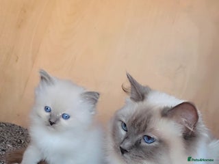 Ragdoll cats Older kittens - Advert 1