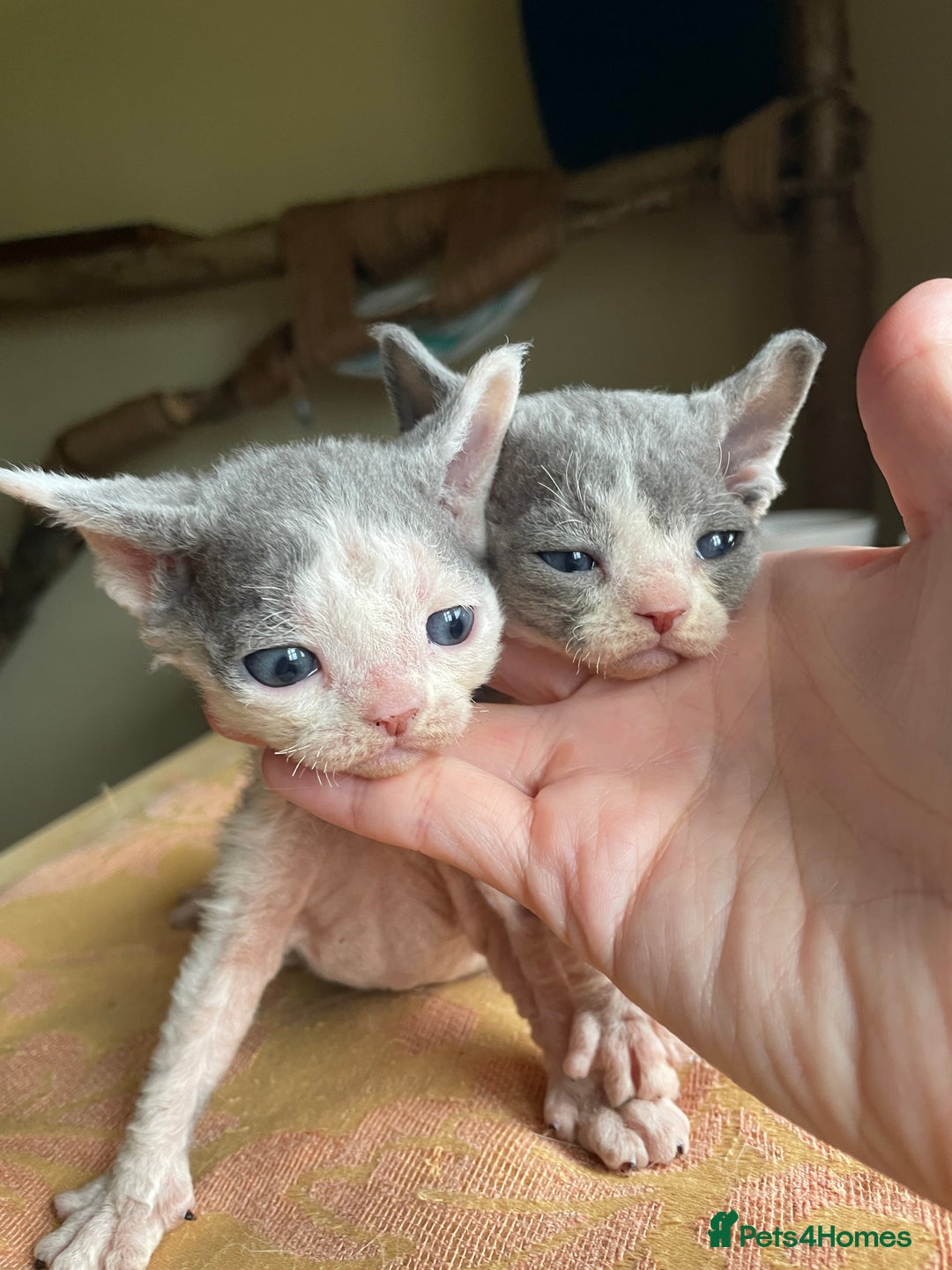 Devon Rex cats for sale: Adorable pure Devon Rex kittens  - Image 20