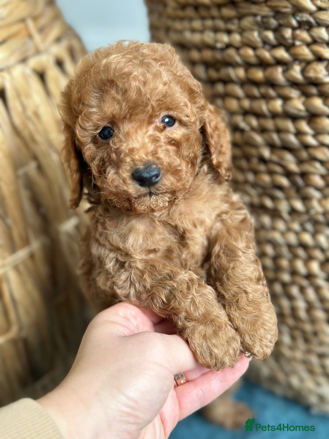 Miniature Poodle dogs for sale: 🐾 Beautiful KC 🦊 Red Miniature Poodle Puppies 🐾 - Image 27