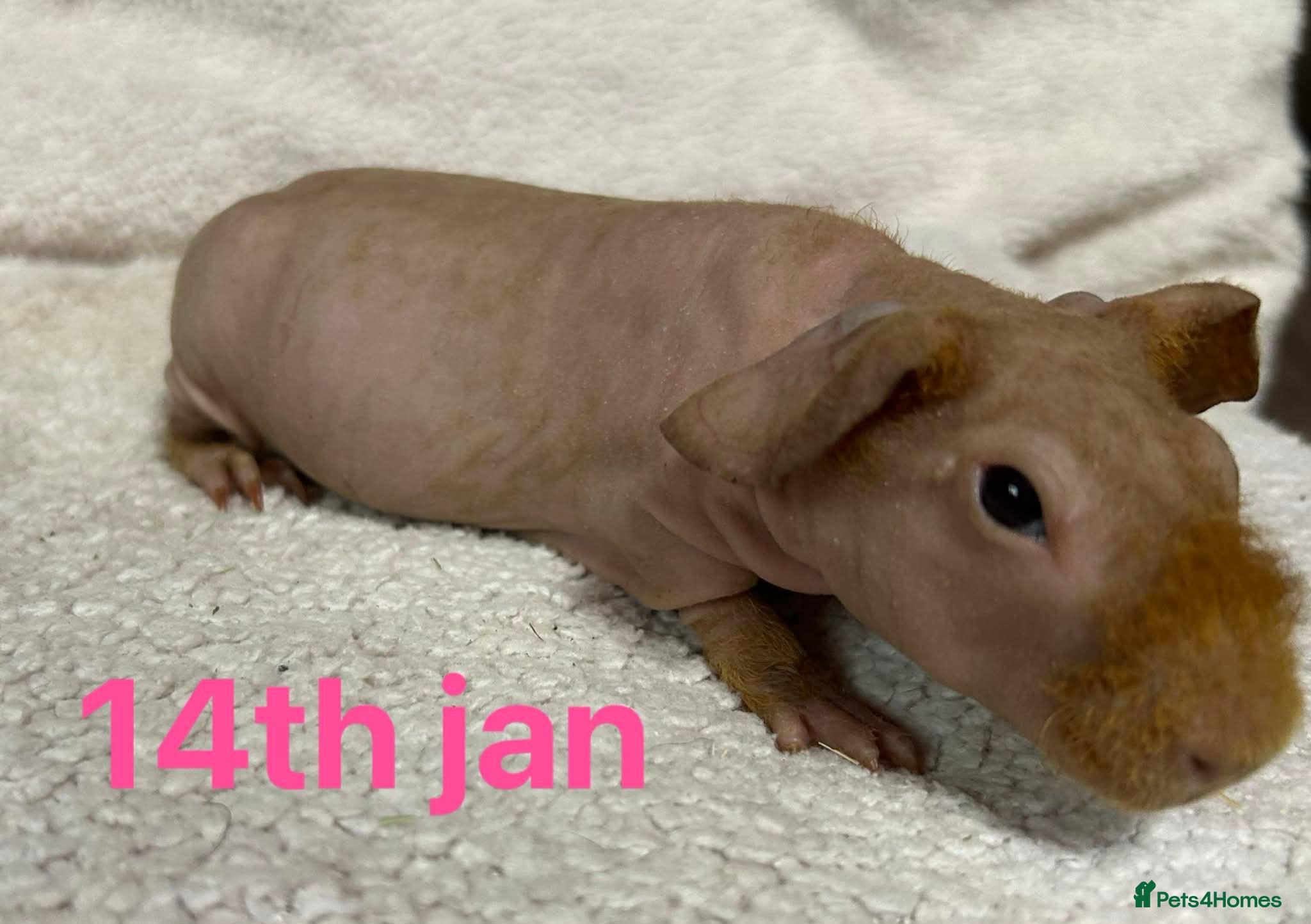 Guinea Pig rodents Skinny Pig Sows. READY NOW/RESERVE - Advert 8