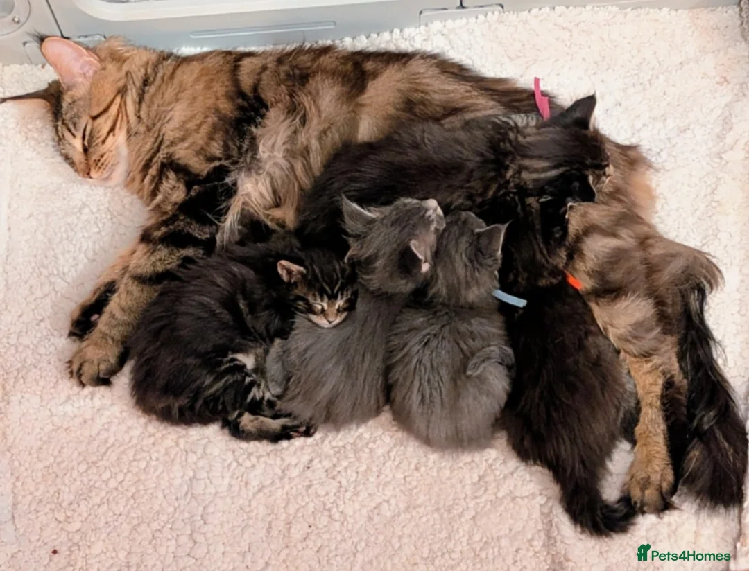 Maine Coon cats for sale: Chunky Maine Coons  - Advert 3