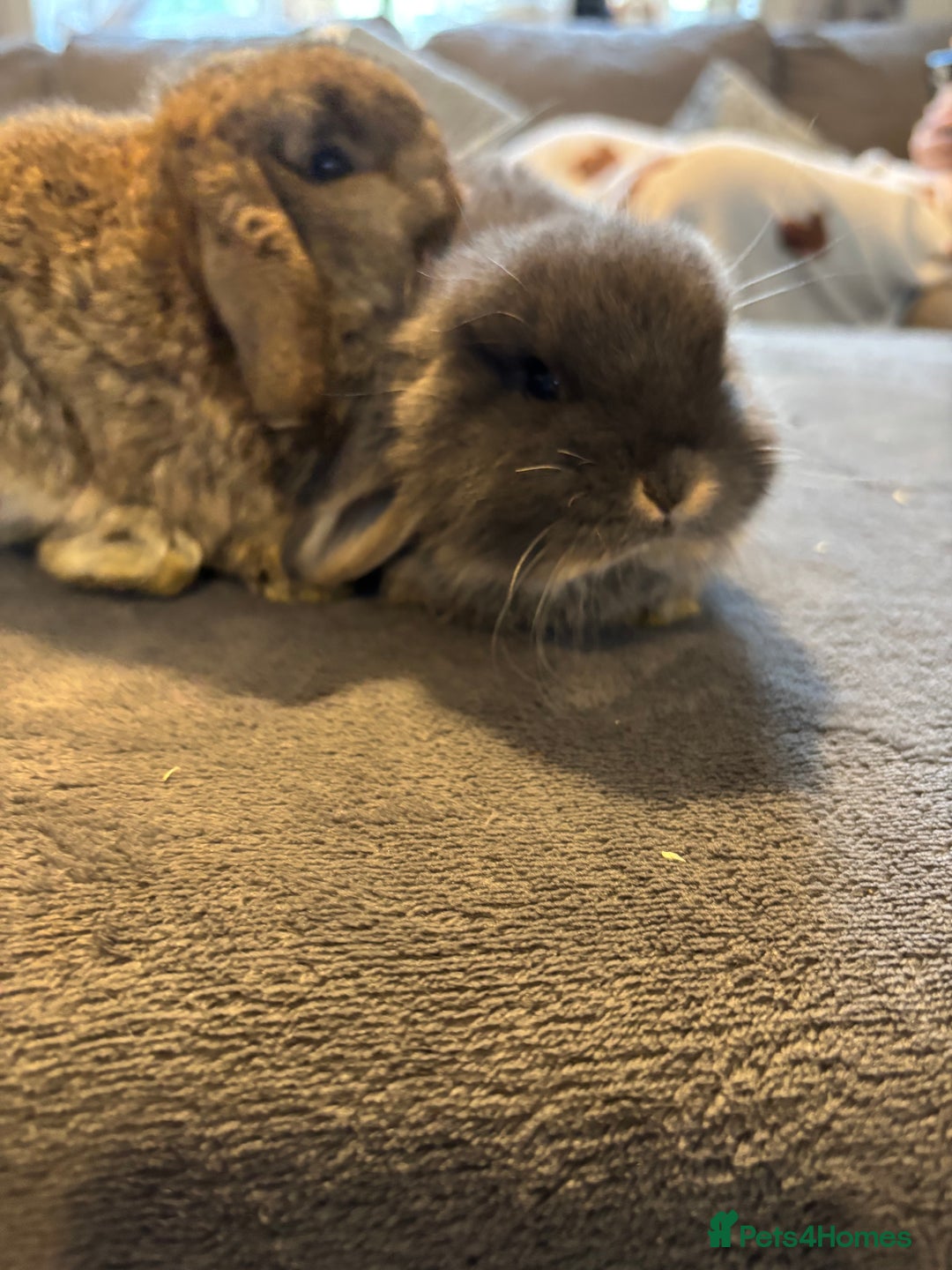 Mini Lop rabbits for sale: 2 babies available  - Advert 2