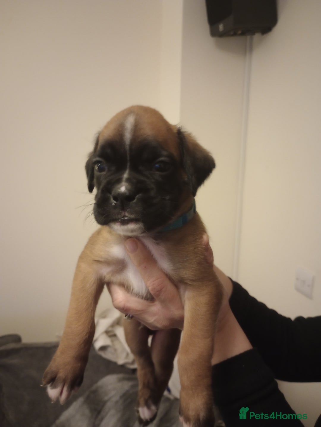 Boxer dogs for sale: Boxer Puppies  - Advert 16