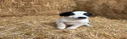 Border Collie dogs for sale: 3 Border Collie Puppies  - Advert 11