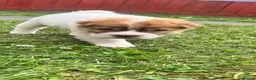 Shar Pei dogs for sale: Ready now !!! flower bear coats kc - Advert 17