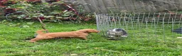 Golden Retriever dogs for sale: Waiting list open  - Advert 9