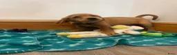 Golden Retriever dogs for sale: KC Fox Red Golden Retriever Puppies  - Advert 3