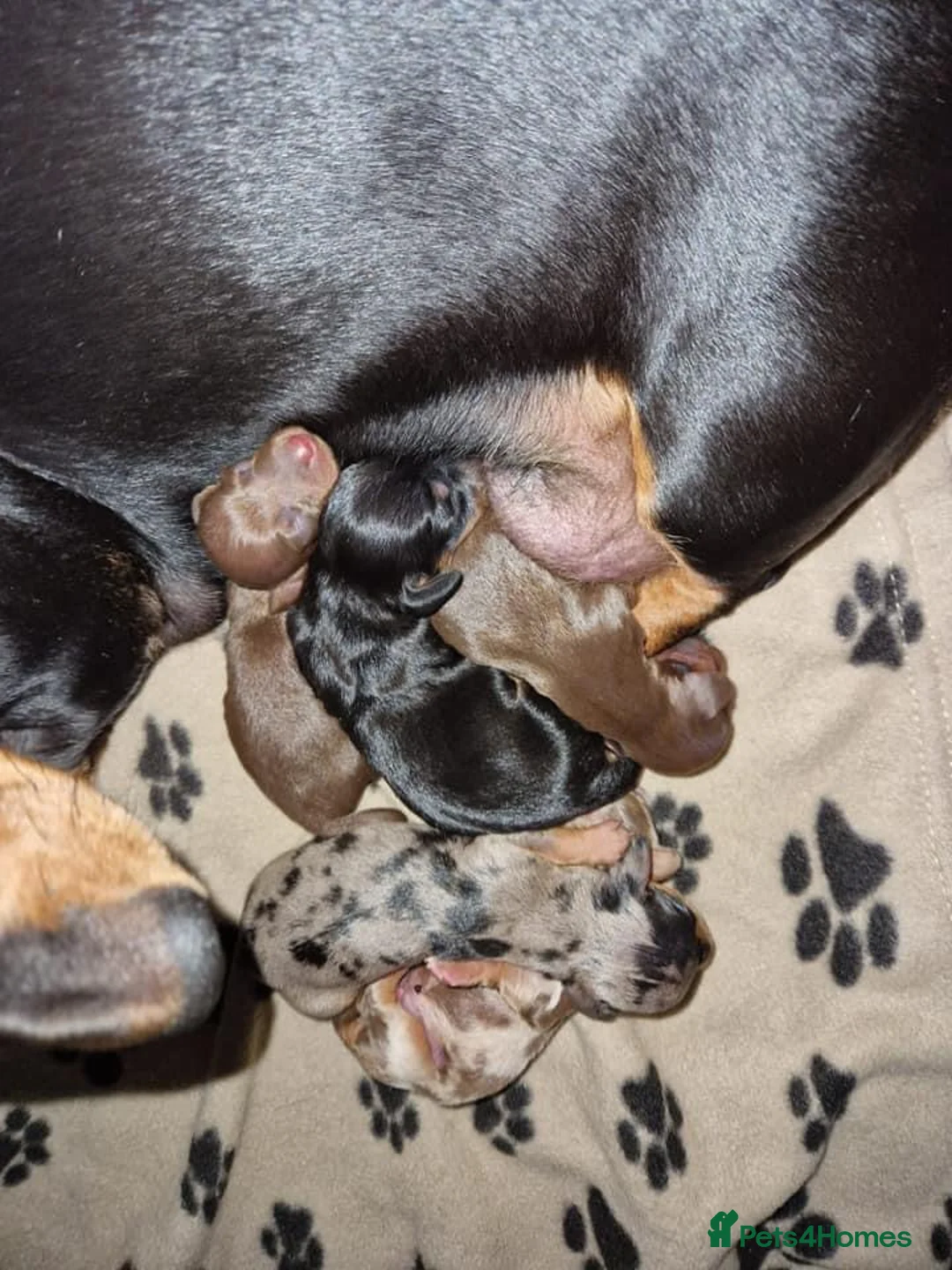 Miniature Dachshund dogs for stud: SLICE - Super Chocolate Dapple Miniature Stud in Dalry - Advert 9