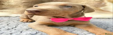 Dobermann 5