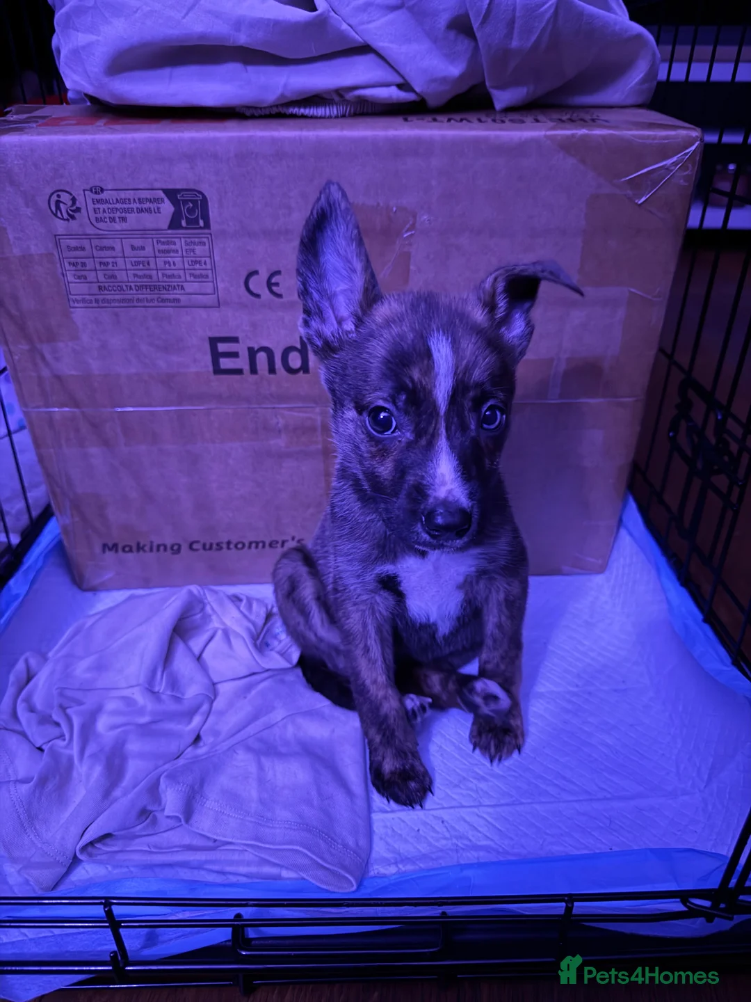 Mixed Breed dogs for sale: 11 Week Staffy and Husky Cross - Advert 5