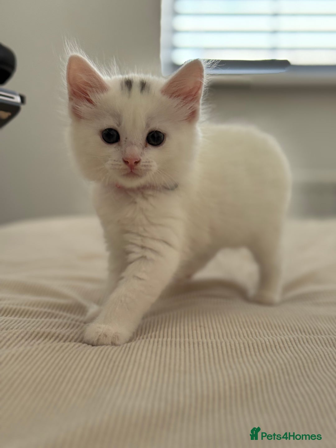 Mixed Breed cats for sale: Mixed breed white kittens  - Image 7