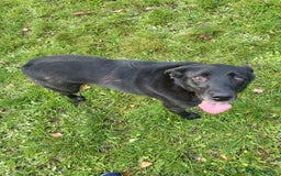 Borador dogs for sale: 8 year old borador - Image 1