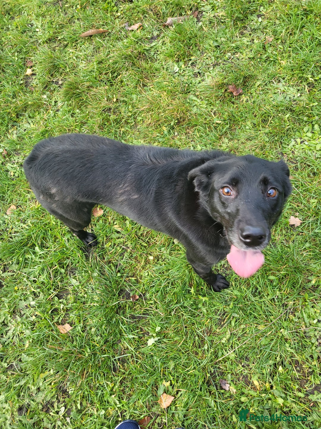 Borador dogs for sale: 8 year old borador - Image 1