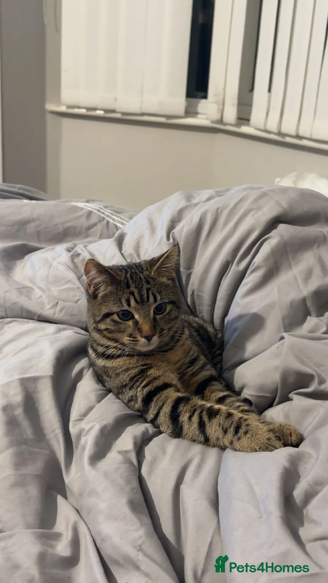 Domestic Shorthair cats for sale: Domestic short hair cat for sale.  in Brierley Hill - Advert 1
