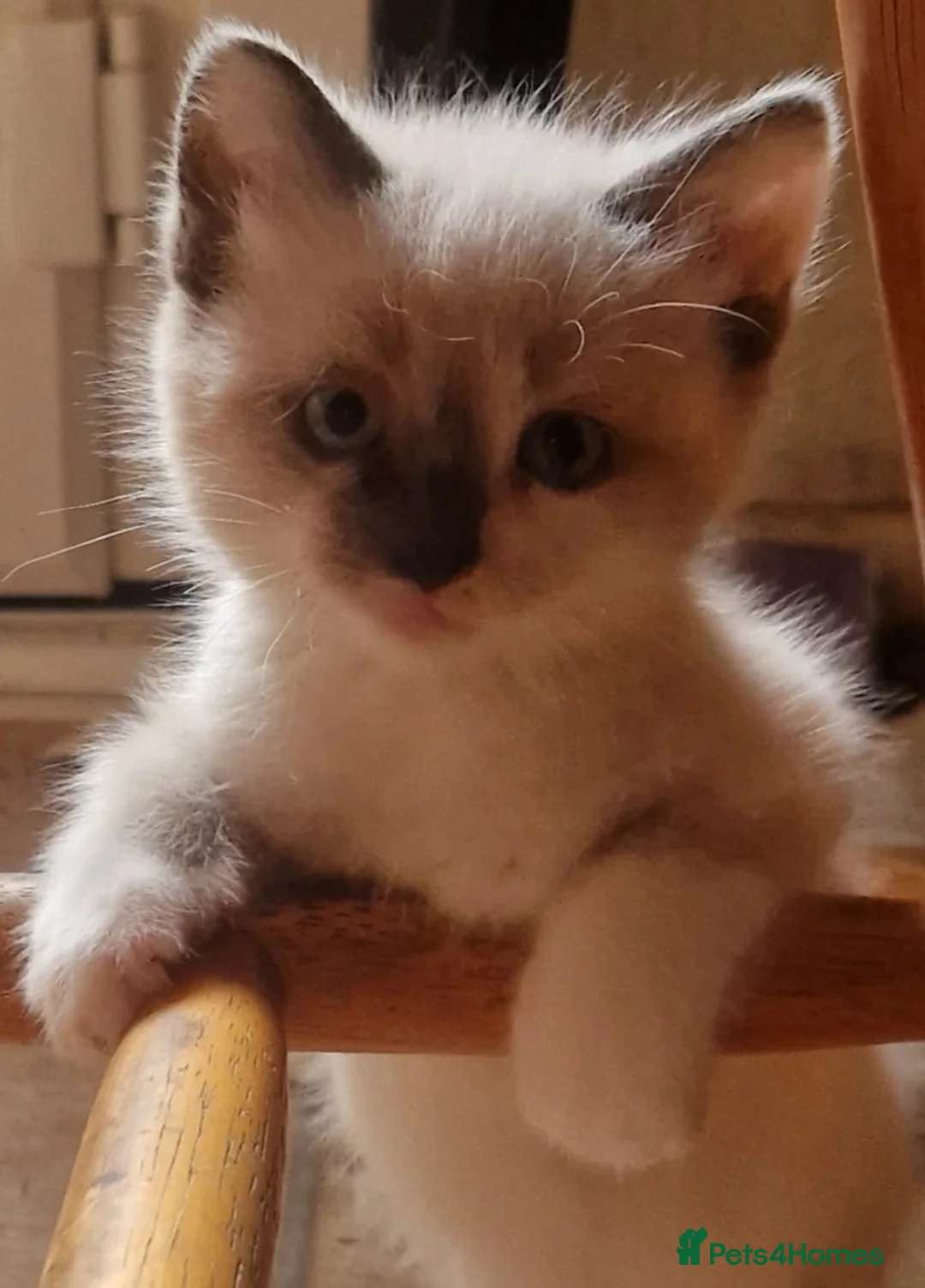 Mixed Breed cats for sale: 2 beautiful male kittens for sale  - Advert 4