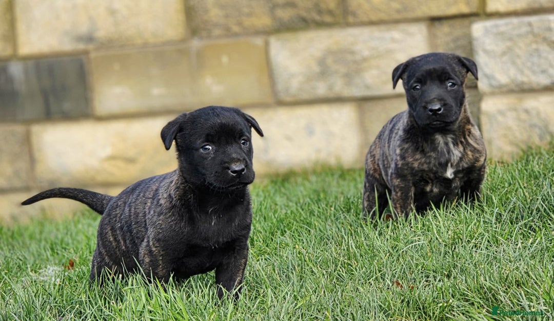 Belgian Shepherd Dog dogs for sale: Dutch Herder x Mali Pups 🔥 - Advert 34