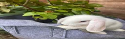 Mini Lop rabbits for sale: Mini Lop Boy – 11 Weeks Old - Advert 5