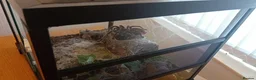Spiders invertebrates for sale: Salmon Pink Bird Eater - Advert 4