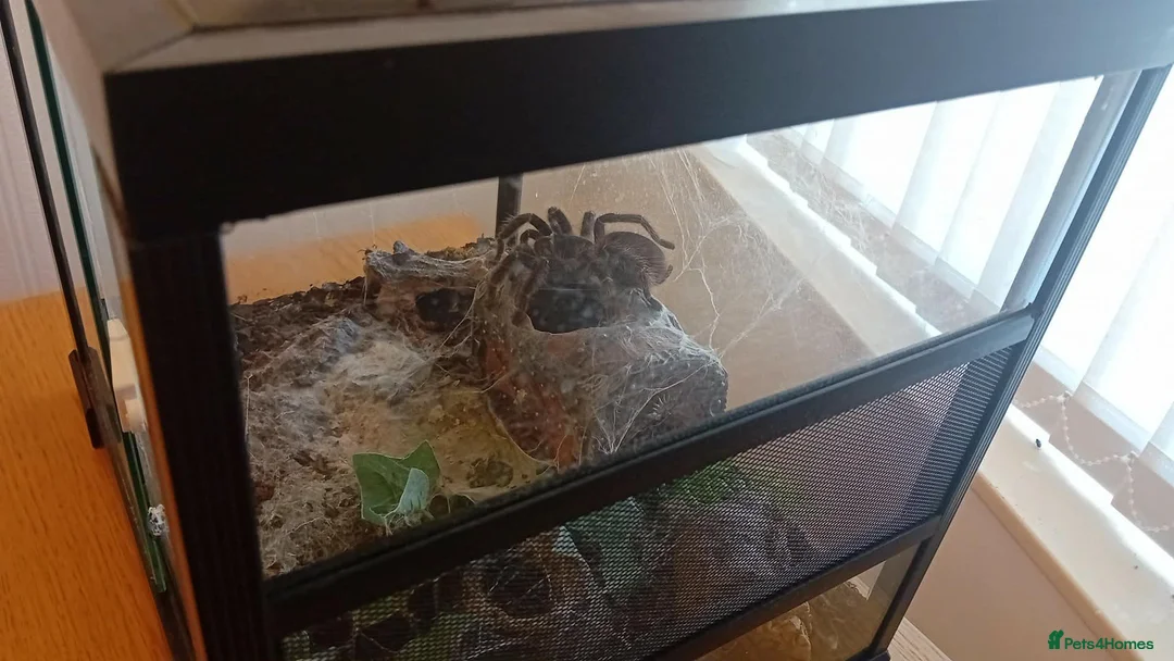 Spiders invertebrates for sale: Salmon Pink Bird Eater - Advert 4