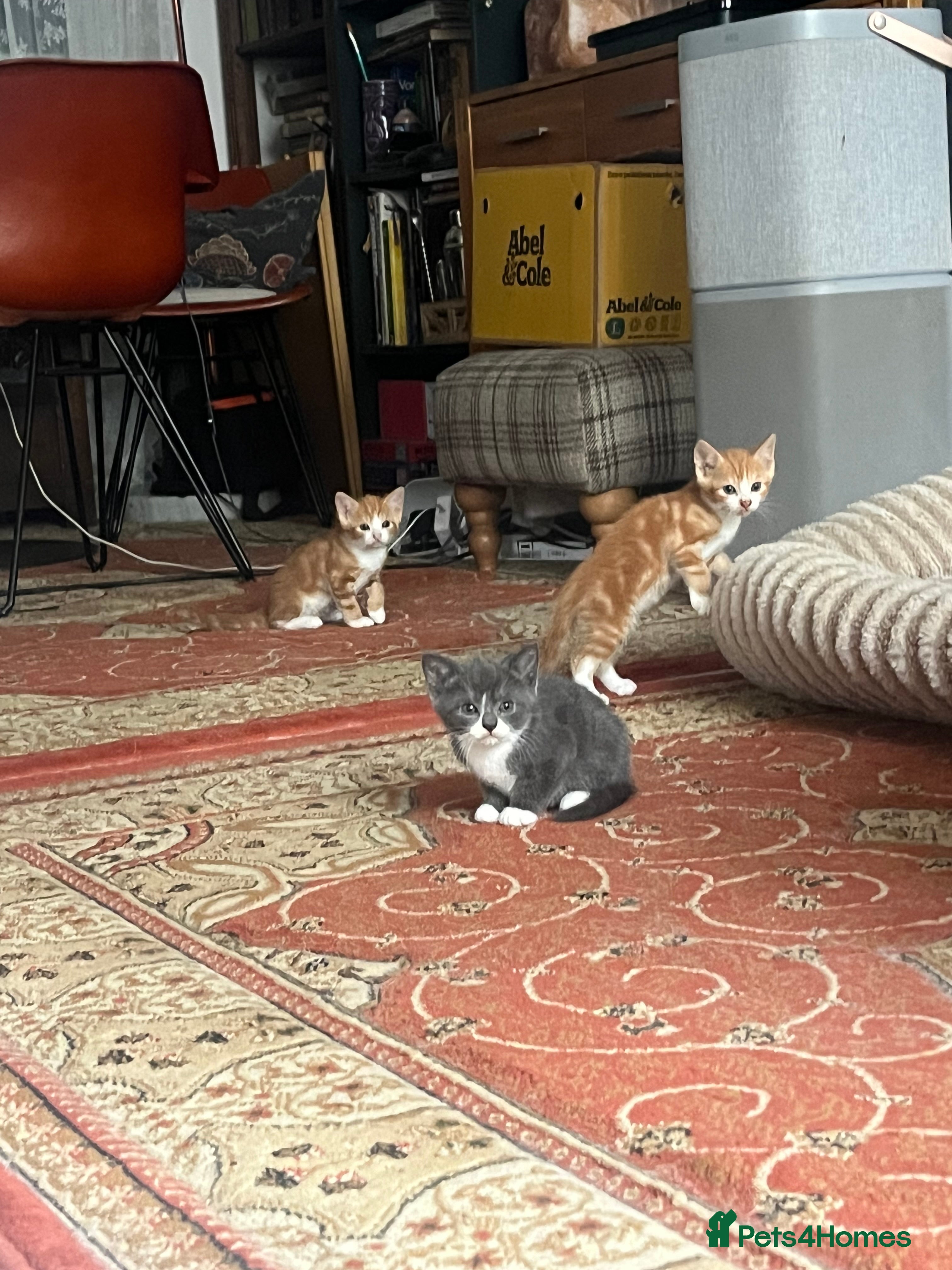 Mixed Breed cats beautiful kittens for sale - Advert 2