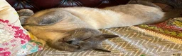 Oriental cats for sale: “BEAUTY” SLINKY BLUE/GREY SIAMESE X RAGDOLL KITTEN - Advert 13