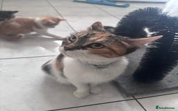 Mixed Breed cats for sale: Playful Female Kittens Ready for Forever Homes - Image 5