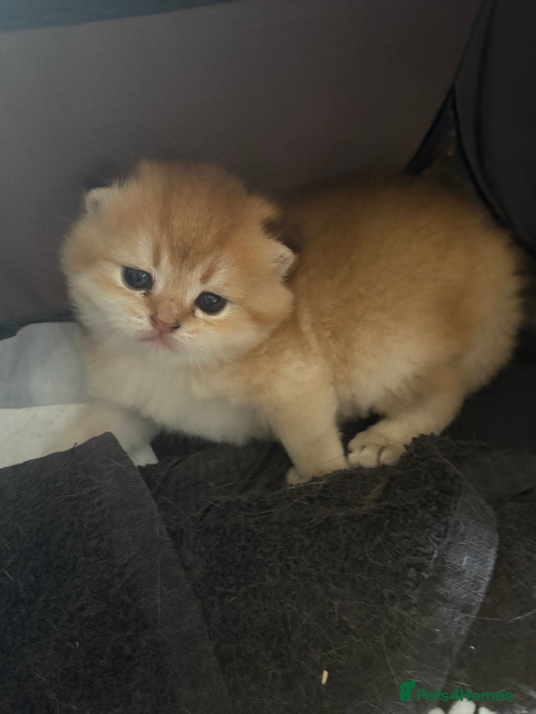 Scottish Fold cats for sale: GOLDEN CHINCHILLA SCOTTISH FOLDS - Image 5