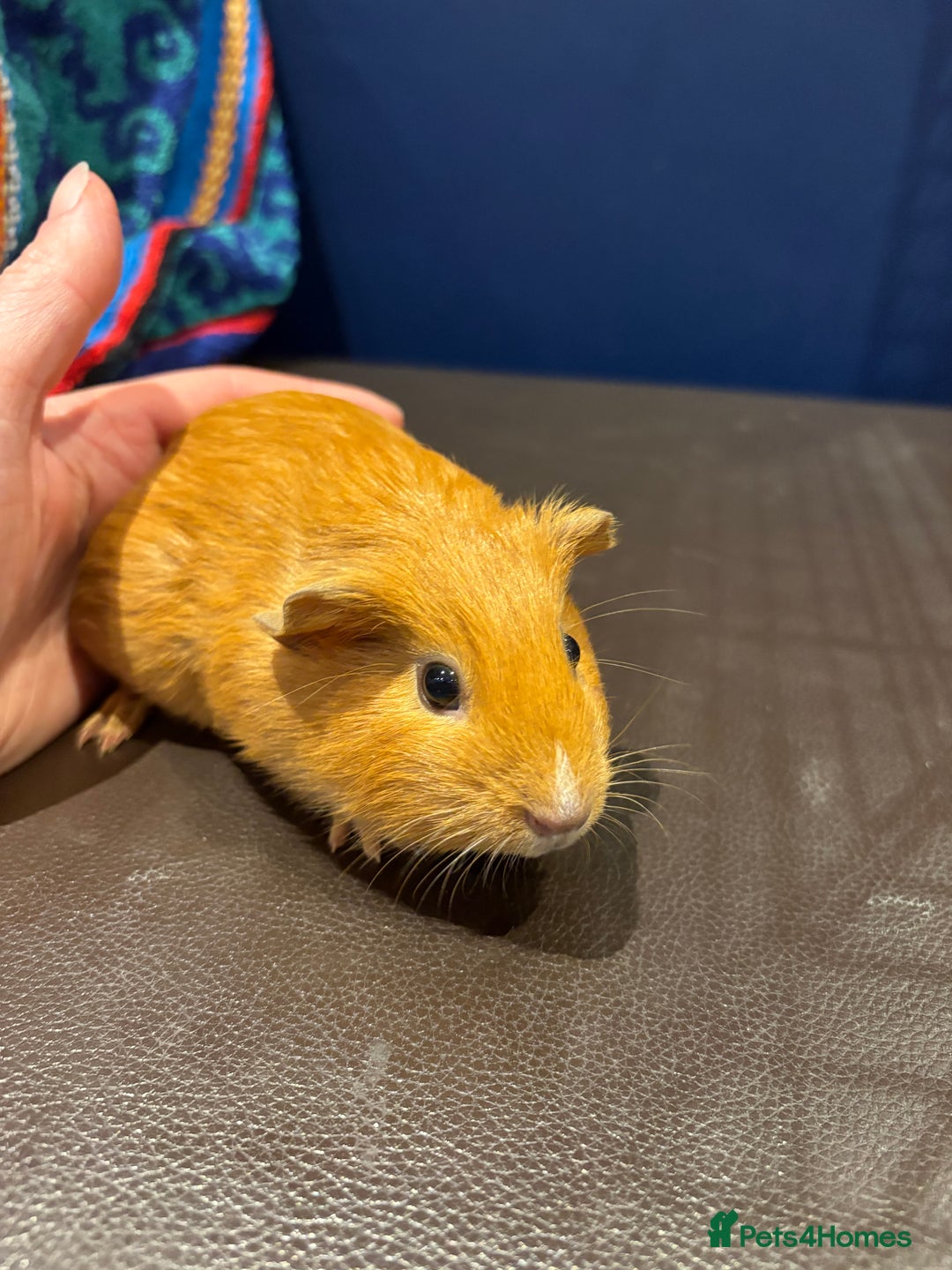 Guinea Pig rodents for sale: Baby Guineas  - Advert 2
