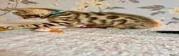Bengal cats for sale: *READY NOW* Bengal Kittens - Advert 18